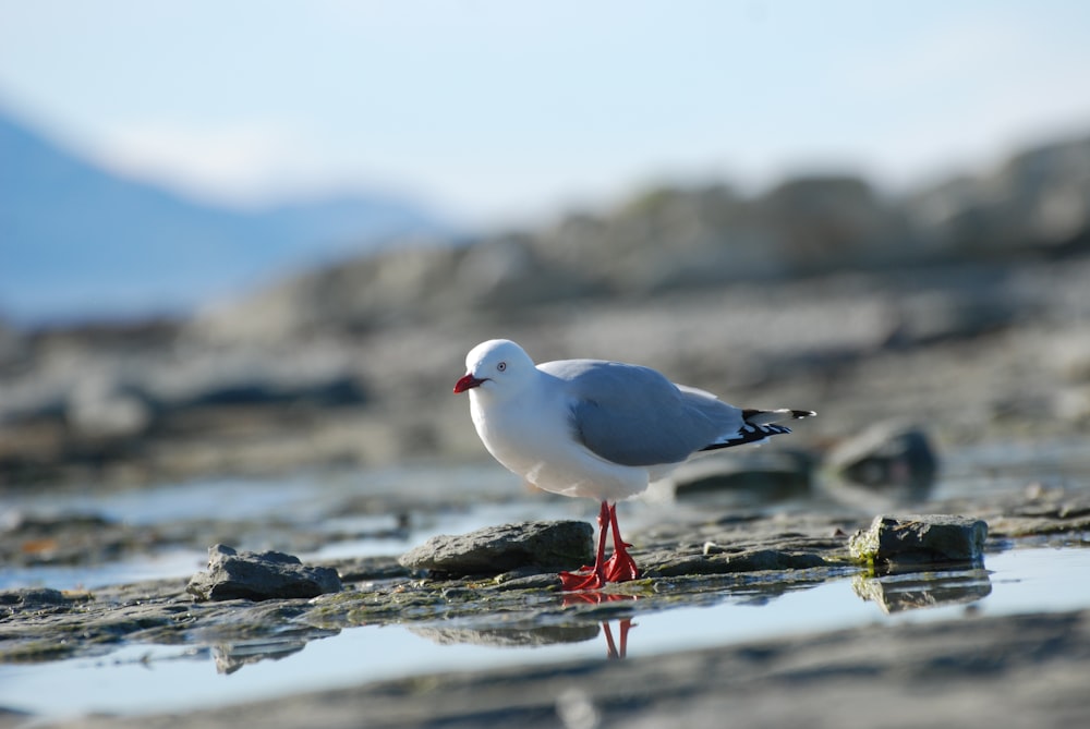 a seagull is standing on a rocky beach