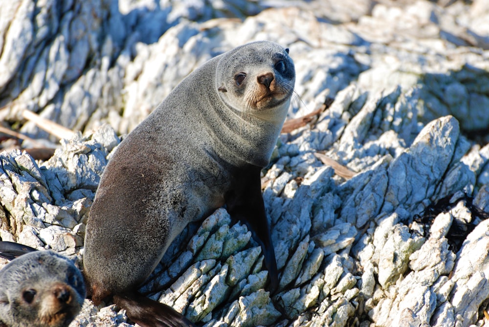 a couple of sea lions sitting on top of a rocky beach