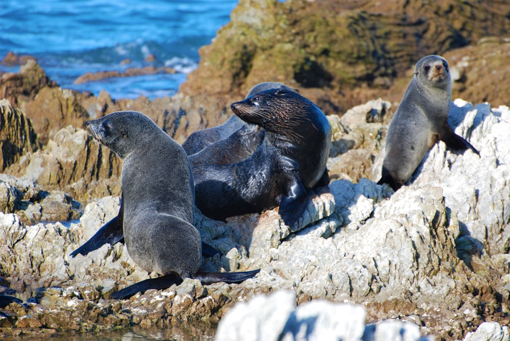 a group of sea lions sitting on top of a rocky beach