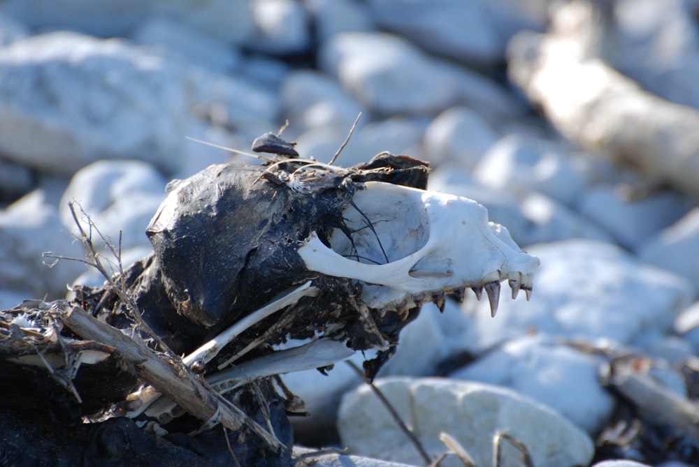 a dead animal skull sitting on top of a pile of rocks