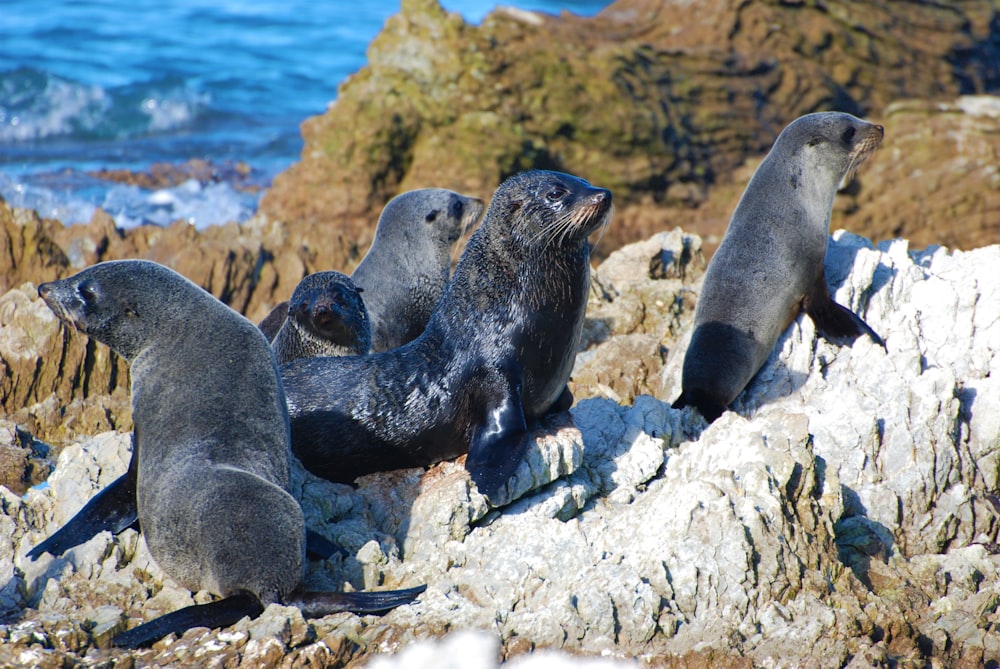 a group of sea lions sitting on top of a rock