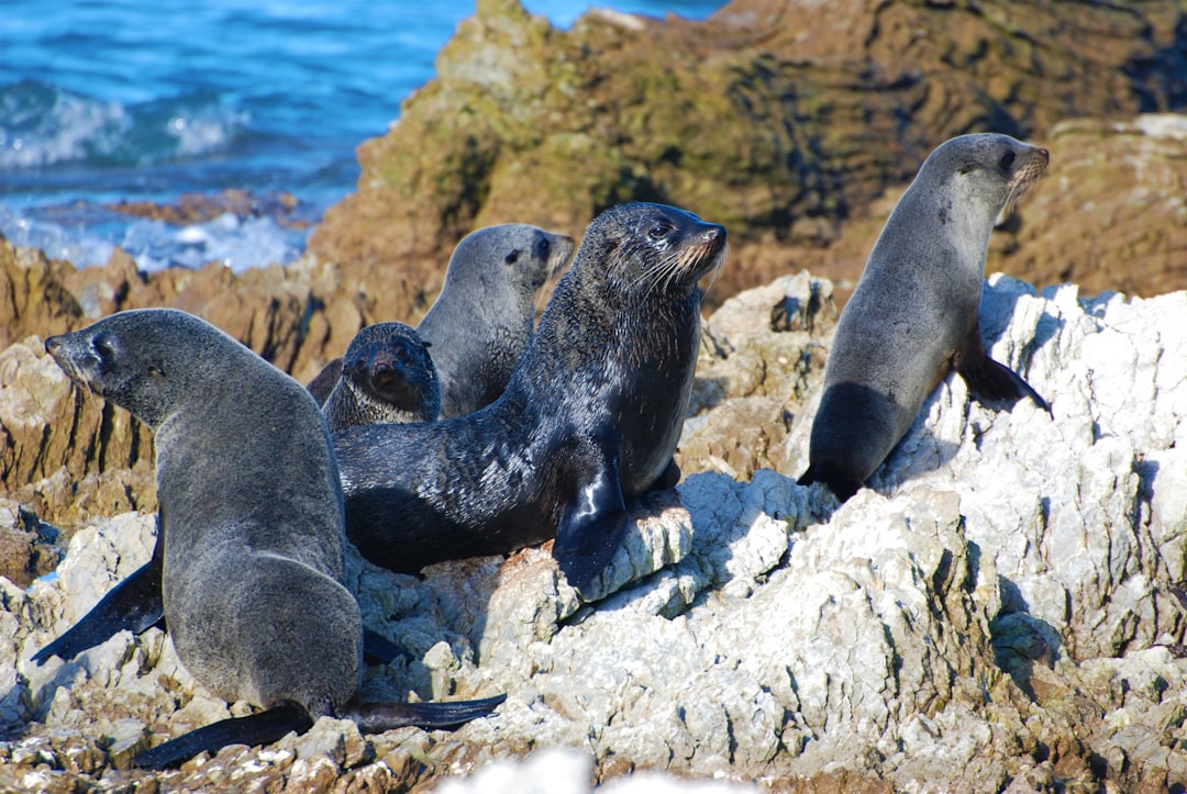 a group of sea lions sitting on top of a rock, If you use my photos please consider