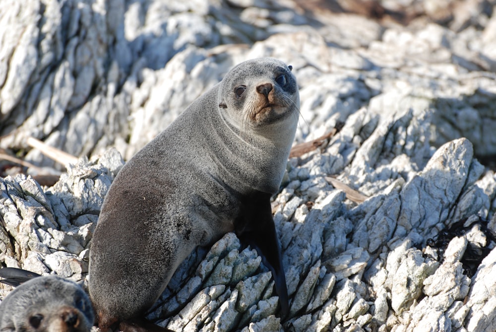 a couple of sea lions sitting on top of a rocky beach