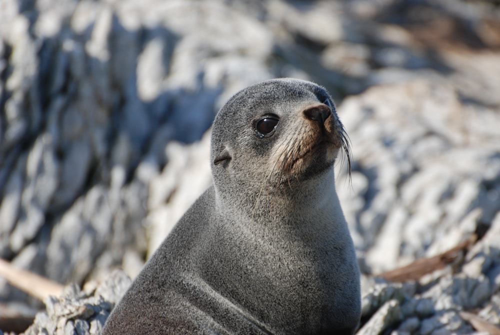 a gray seal sitting on top of a pile of rocks