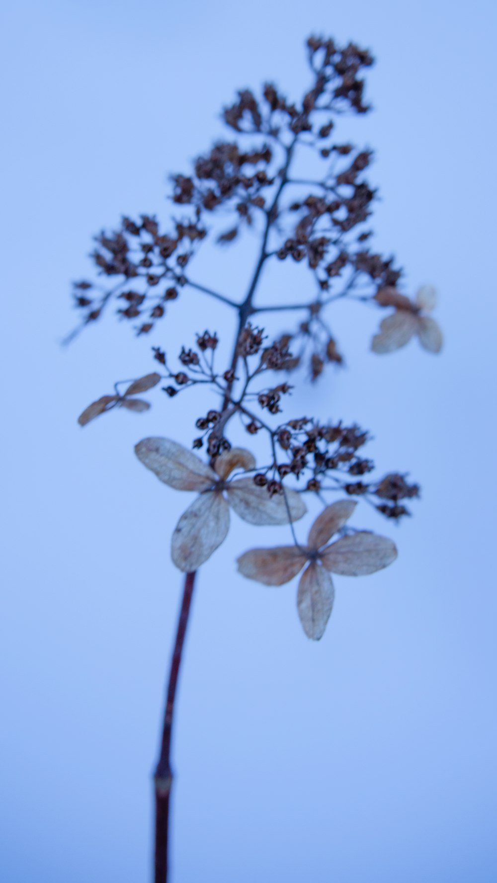 a close up of a flower on a stem