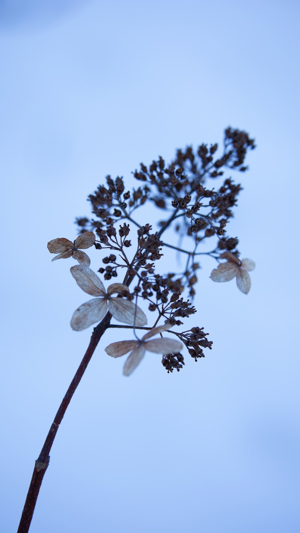 a close up of a plant with a sky in the background