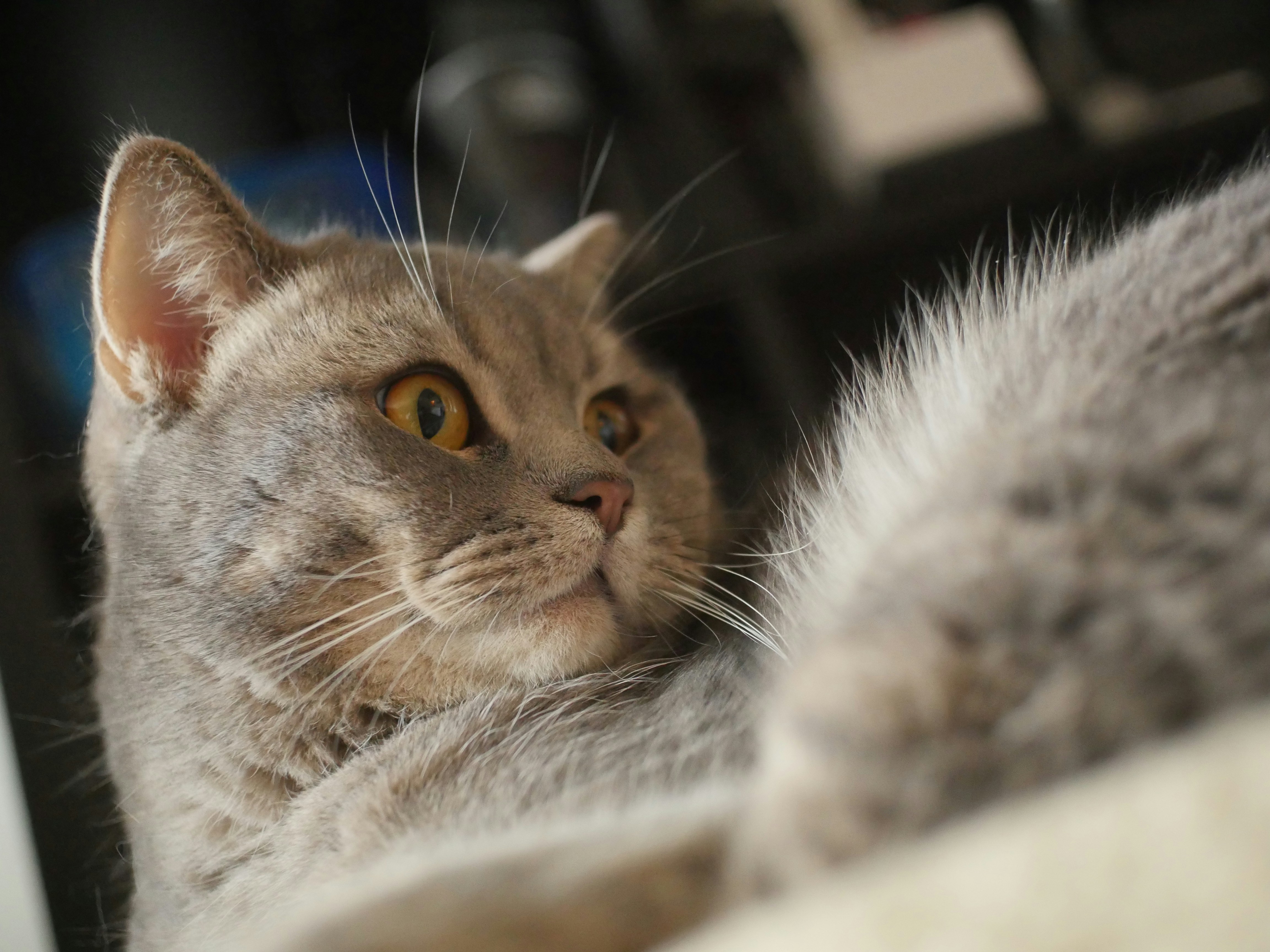 Emotion in Every Whisker (image credits: unsplash)