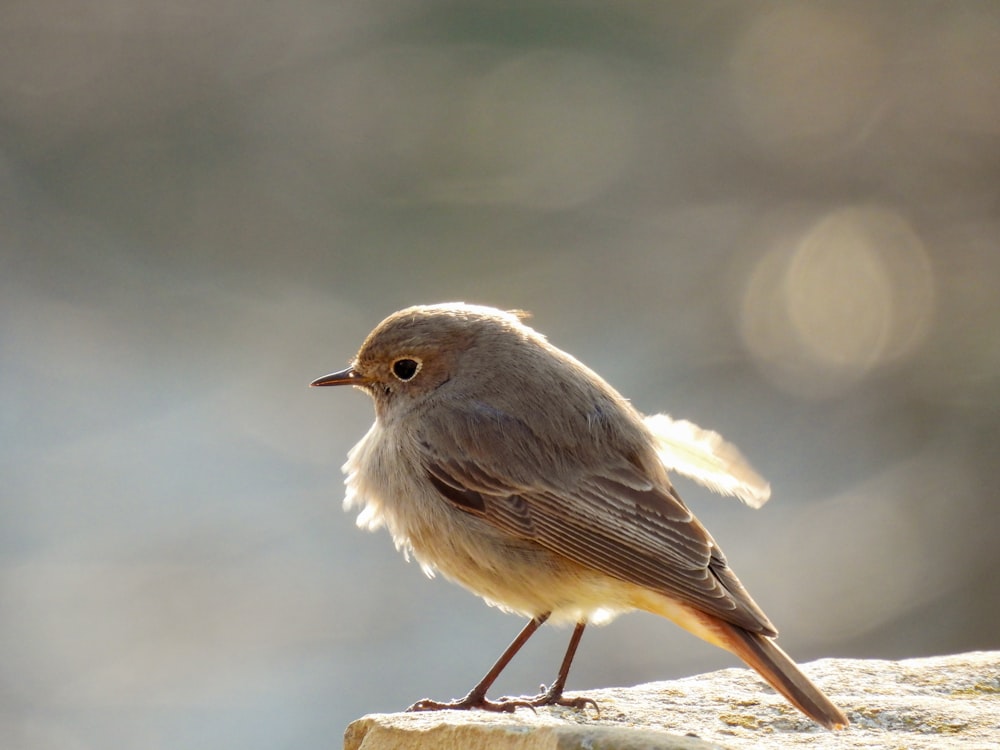 a small bird perched on a rock