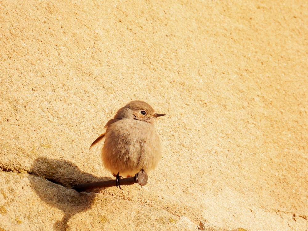 a small bird sitting on top of a rock