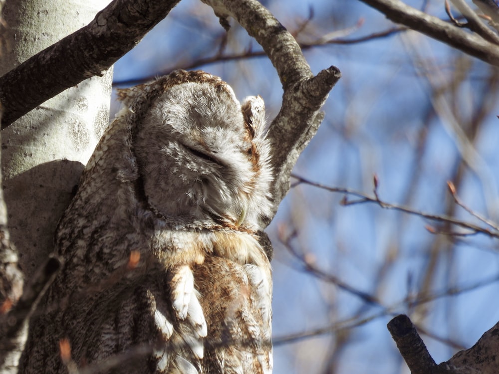 un búho sentado en un árbol con los ojos cerrados