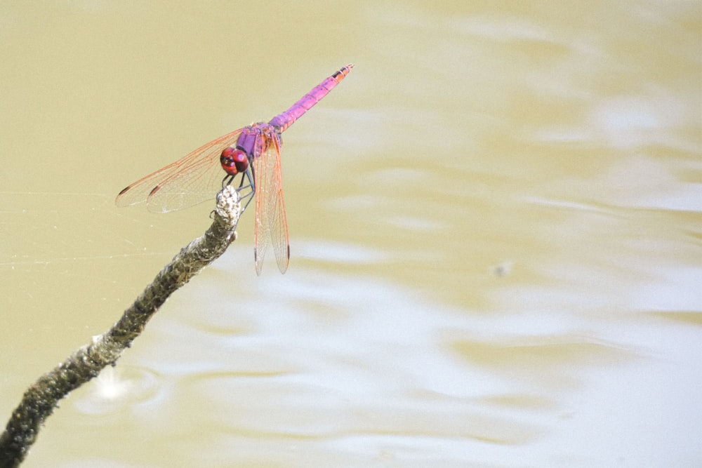 a pink dragonfly resting on a branch in the water