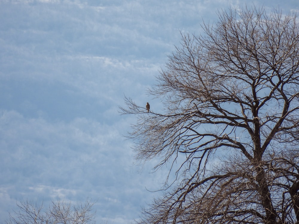 un pájaro posado en lo alto de un árbol desnudo