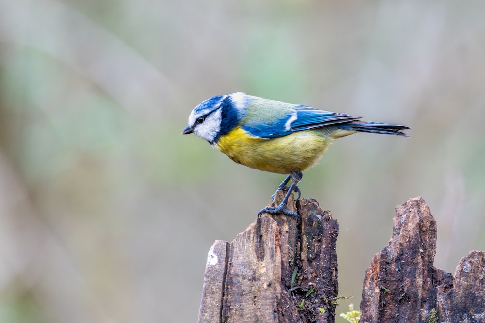 um pequeno pássaro azul e amarelo empoleirado em um pedaço de madeira