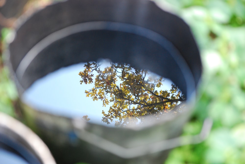 the reflection of a tree in a bucket