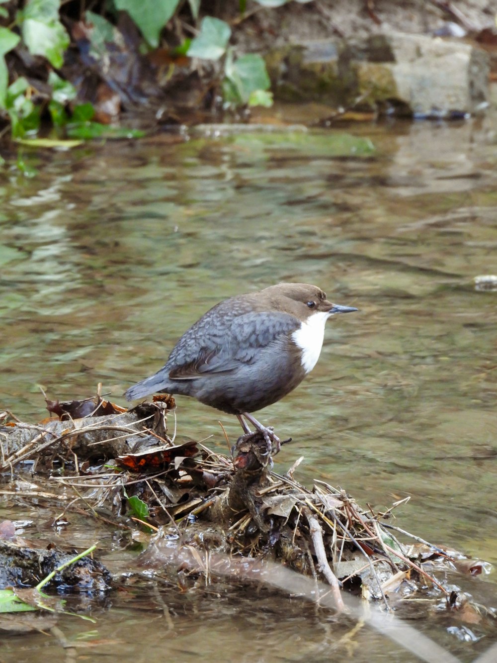 a bird is standing on a branch in the water