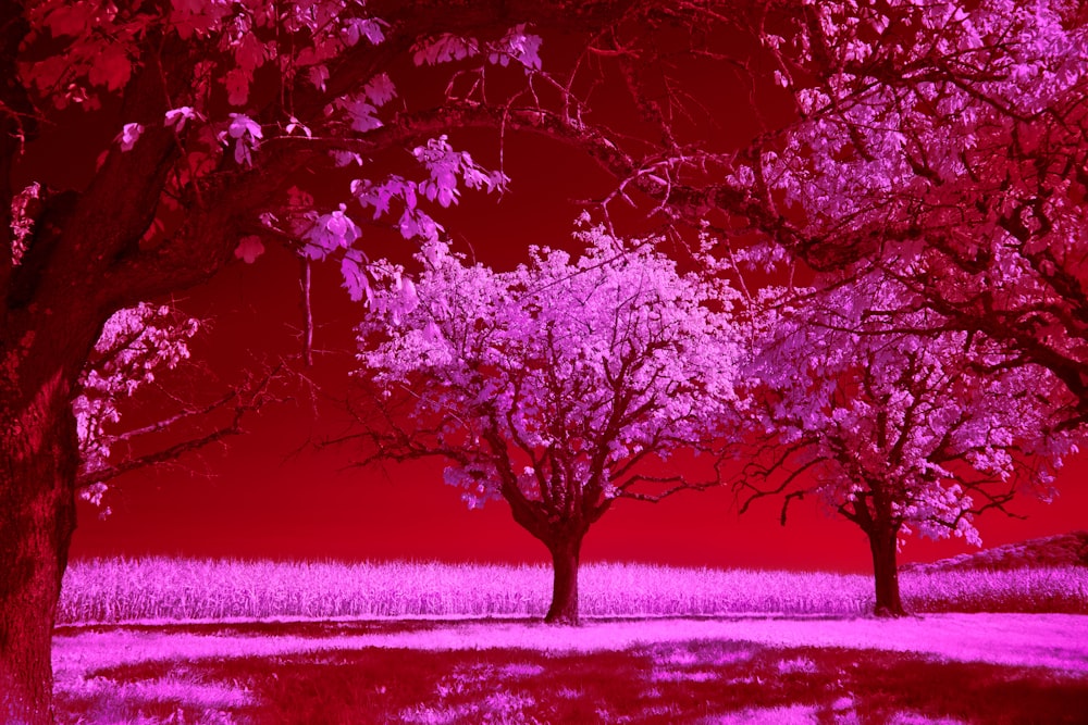 three trees in a field with a red sky in the background