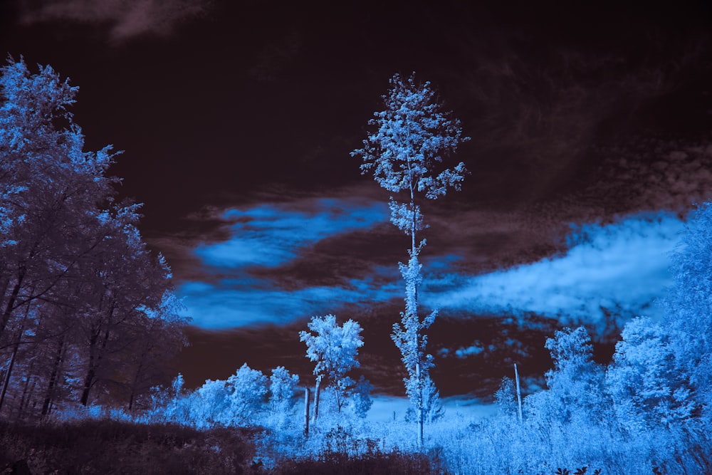 a night time scene of trees and clouds