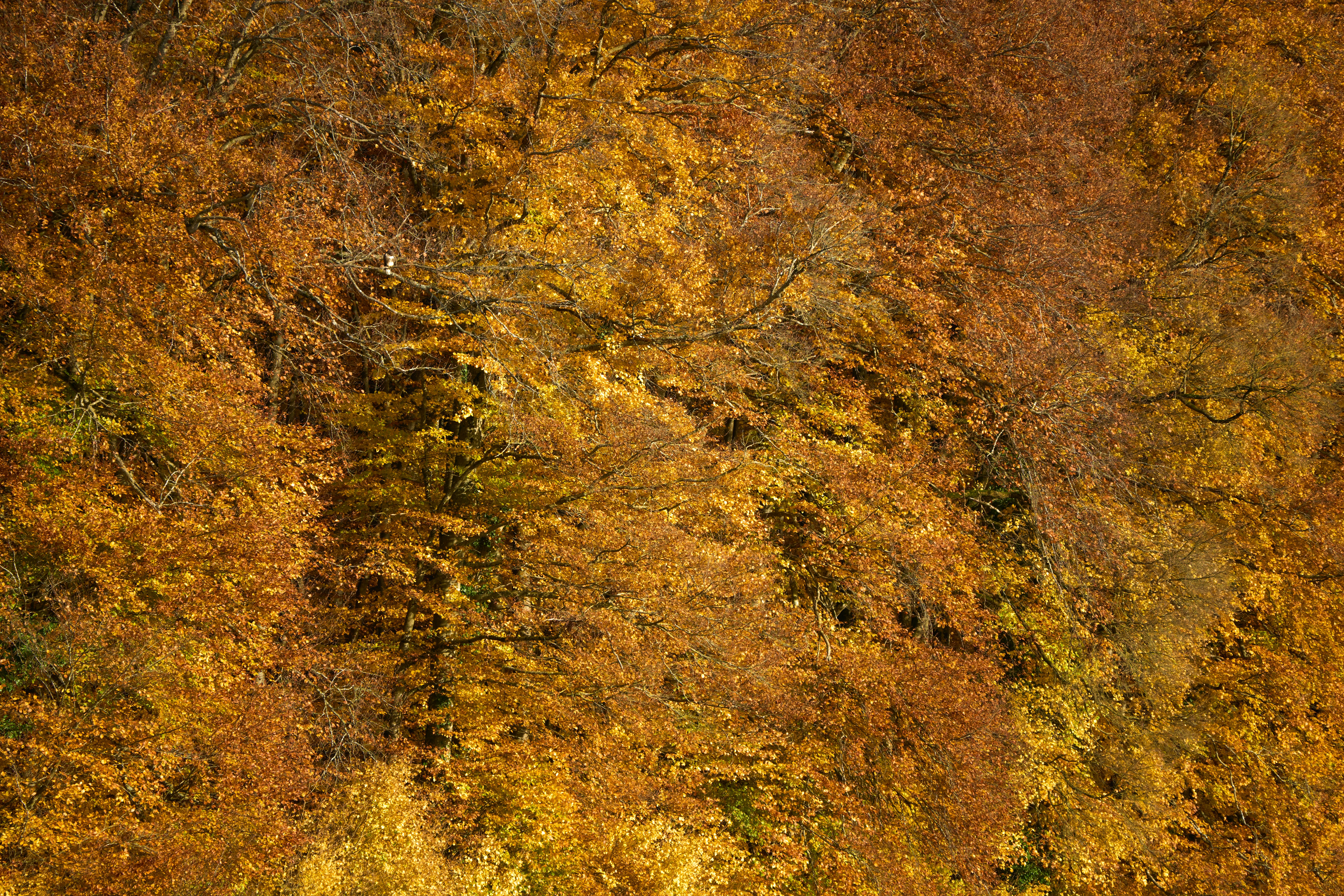 Photo by wolfgang_hasselmann