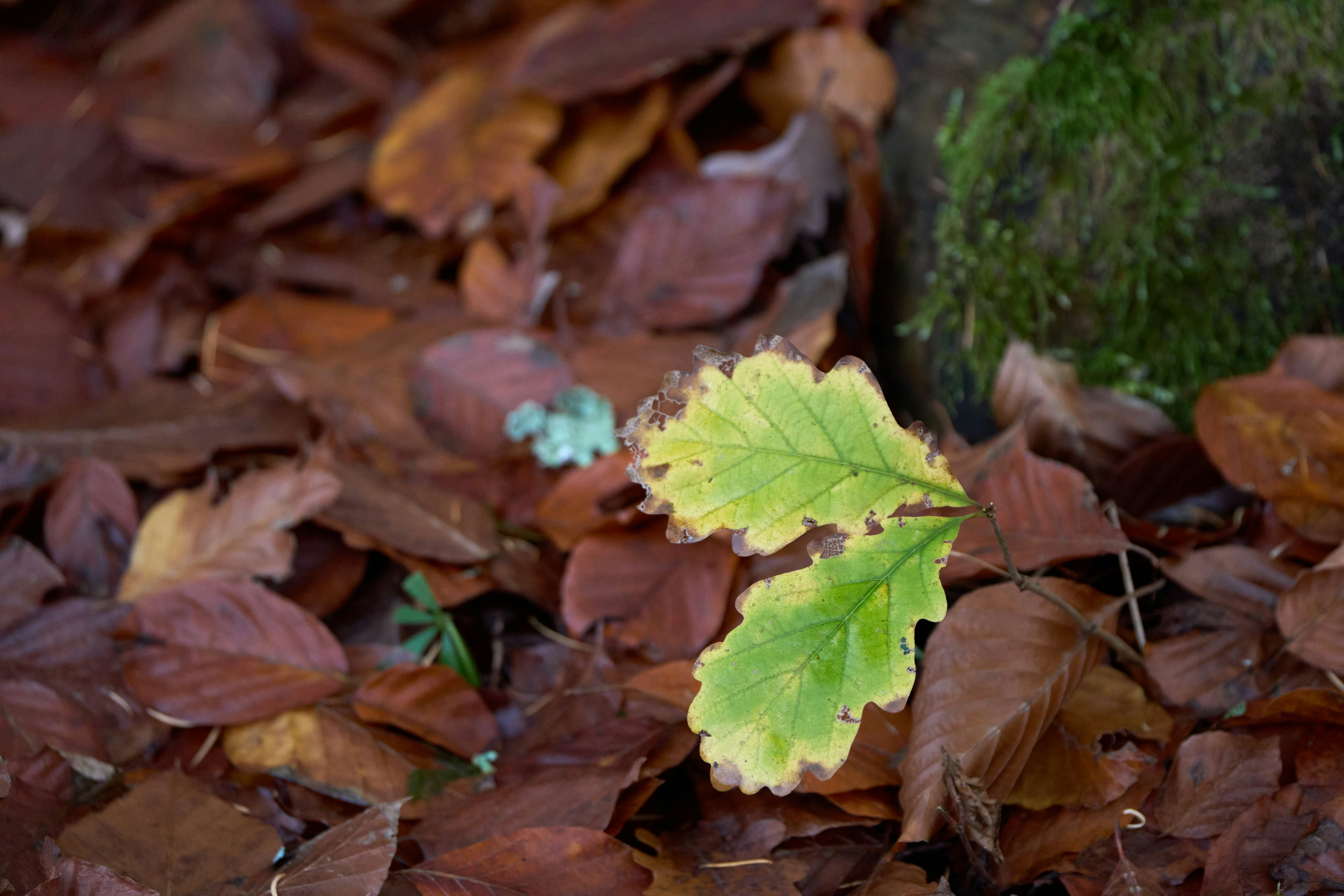 Photo by wolfgang_hasselmann