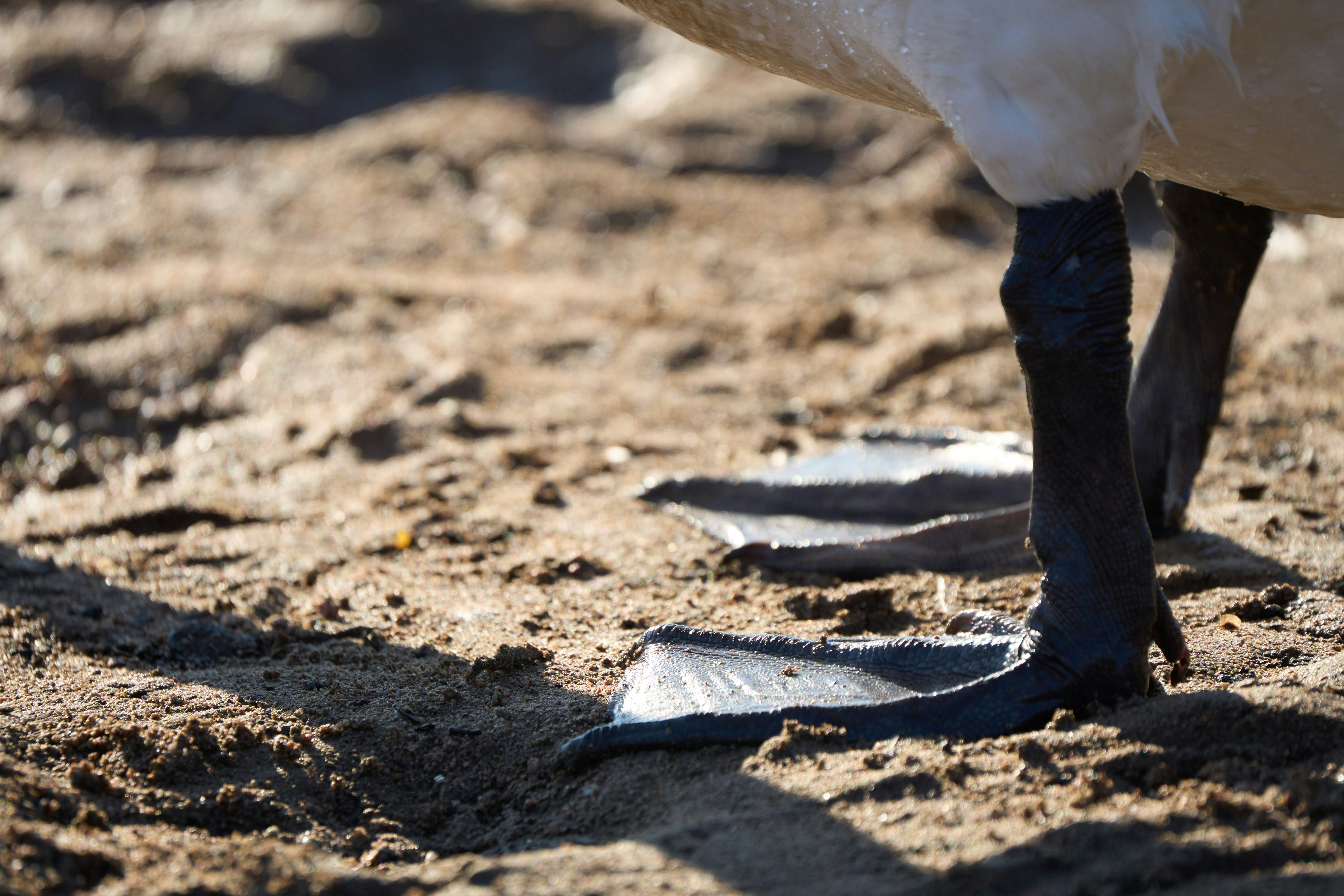 Photo by wolfgang_hasselmann