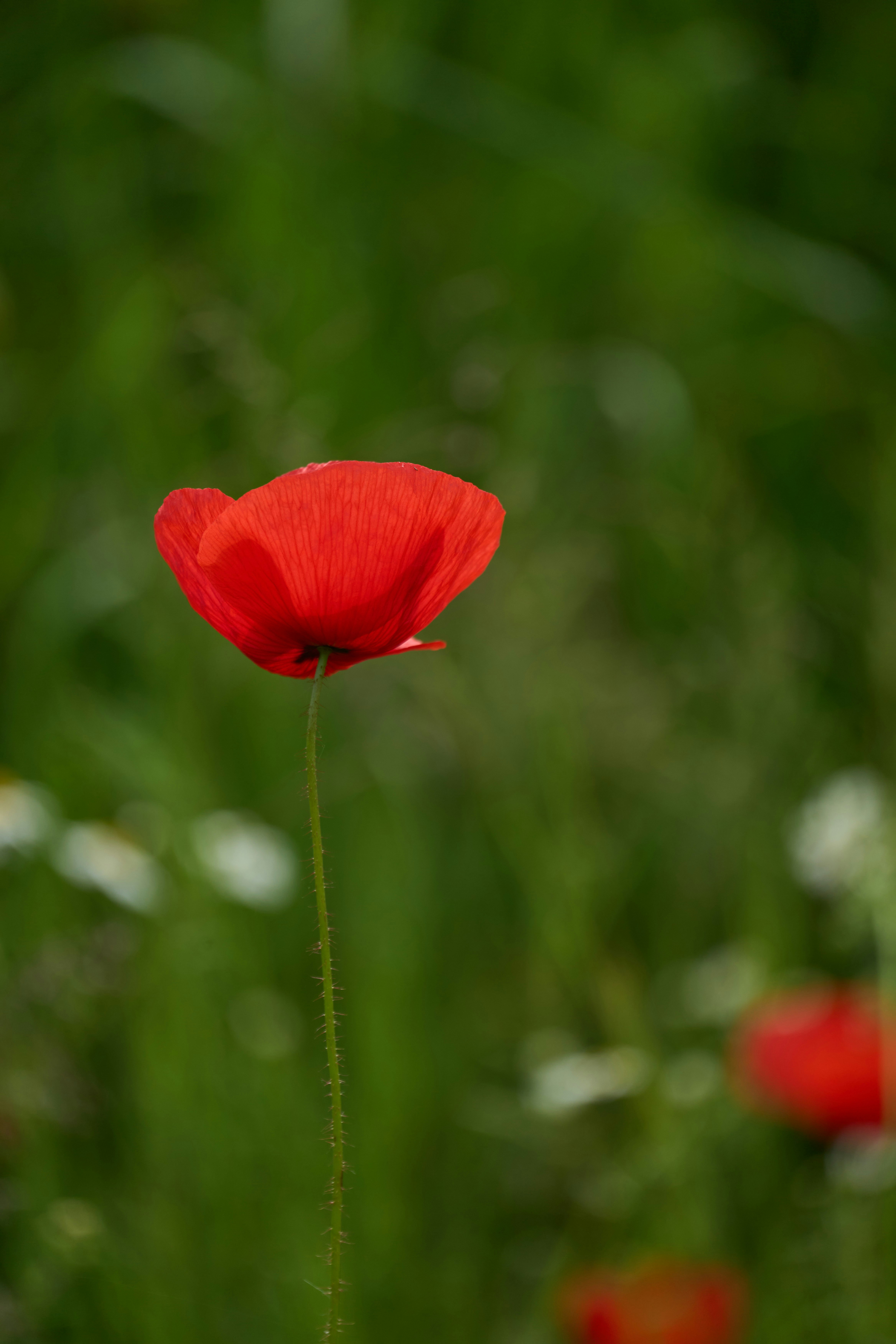 Photo by wolfgang_hasselmann