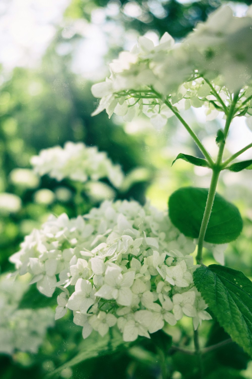 a close up of a bunch of white flowers