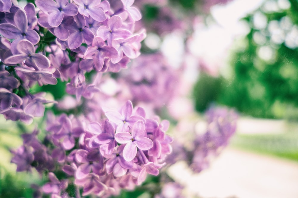 a bunch of purple flowers that are in the grass