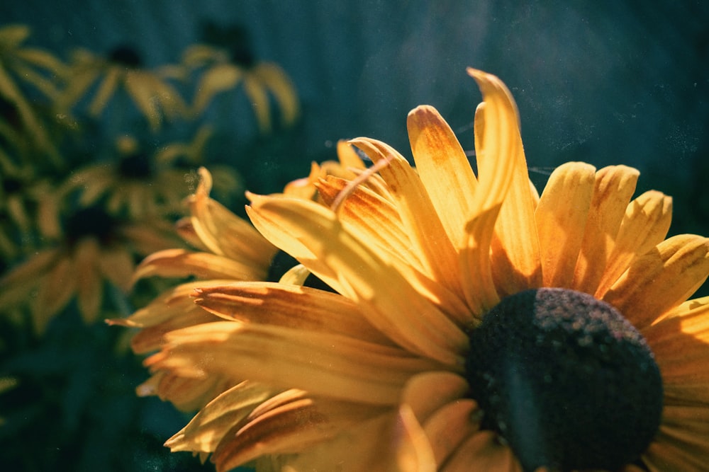 a close up of a sunflower with other flowers in the background