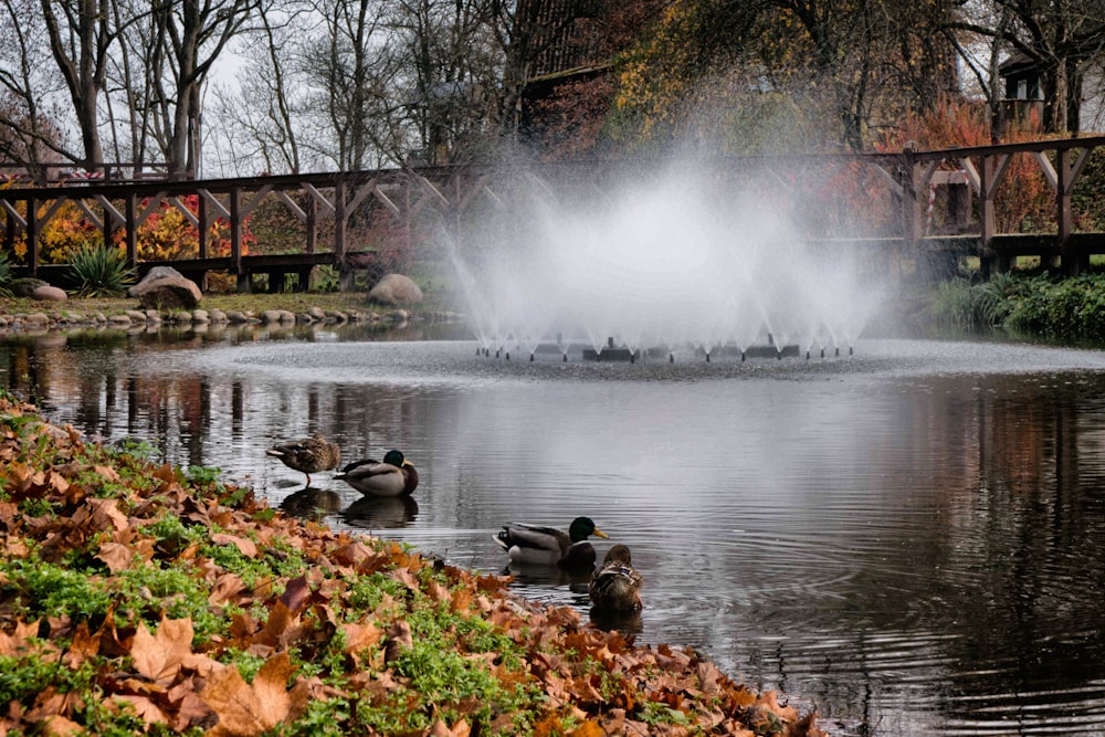 a group of ducks swimming in a pond