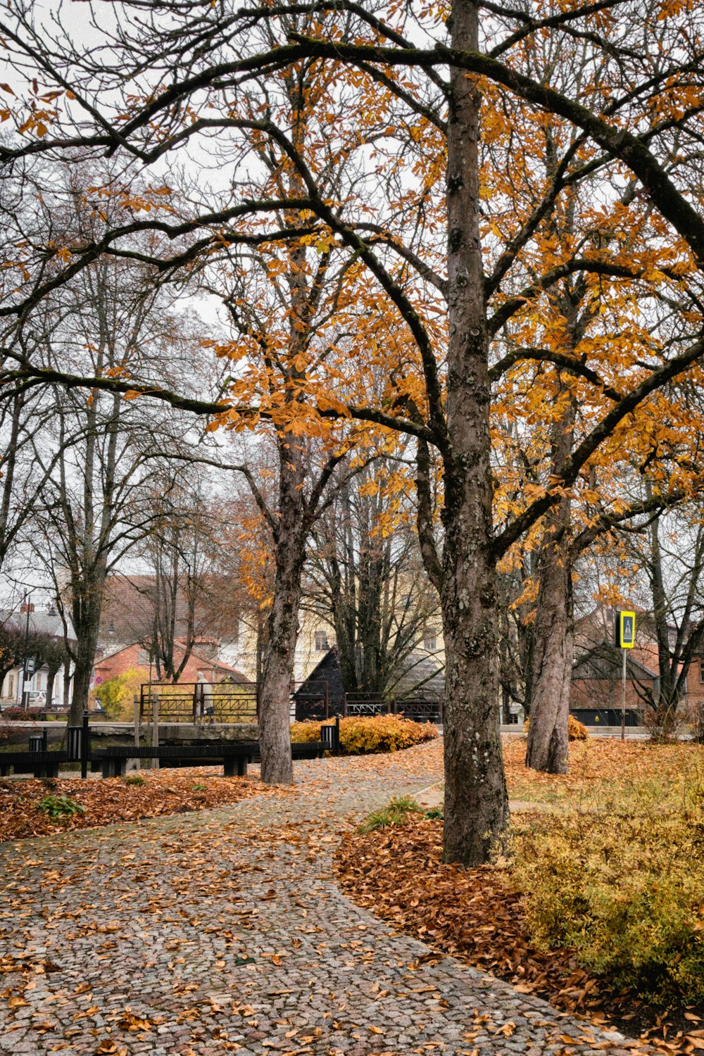 a pathway in a park with trees and leaves