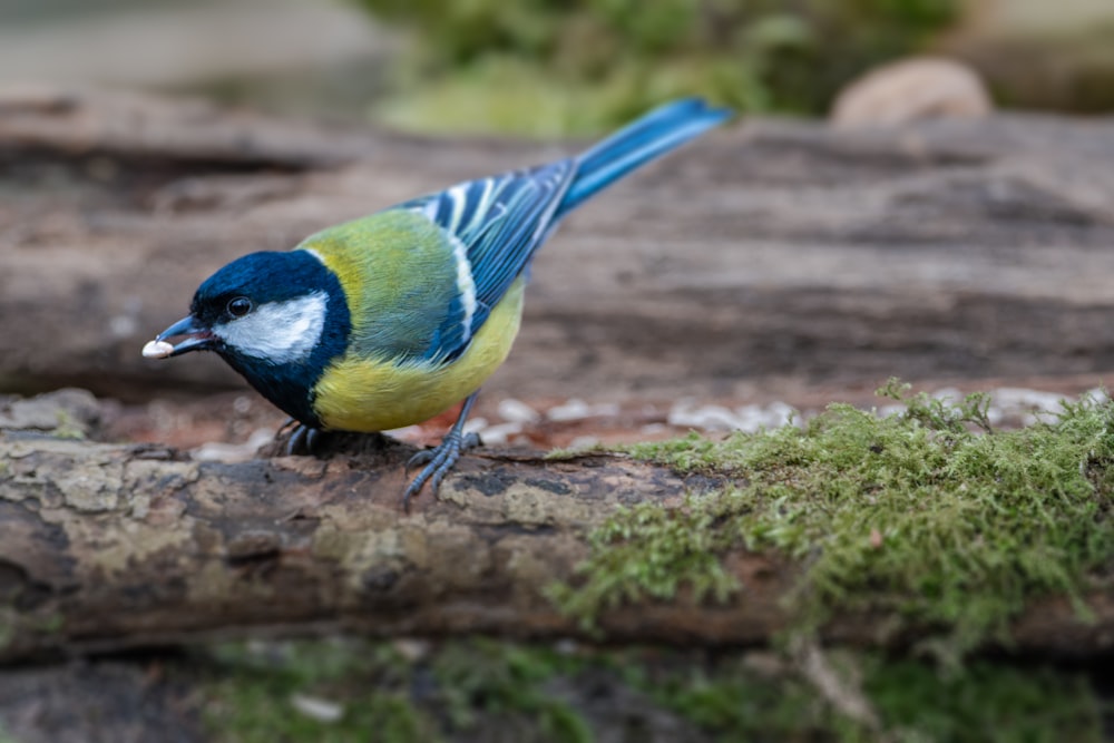 um pássaro azul e amarelo sentado em um galho de árvore