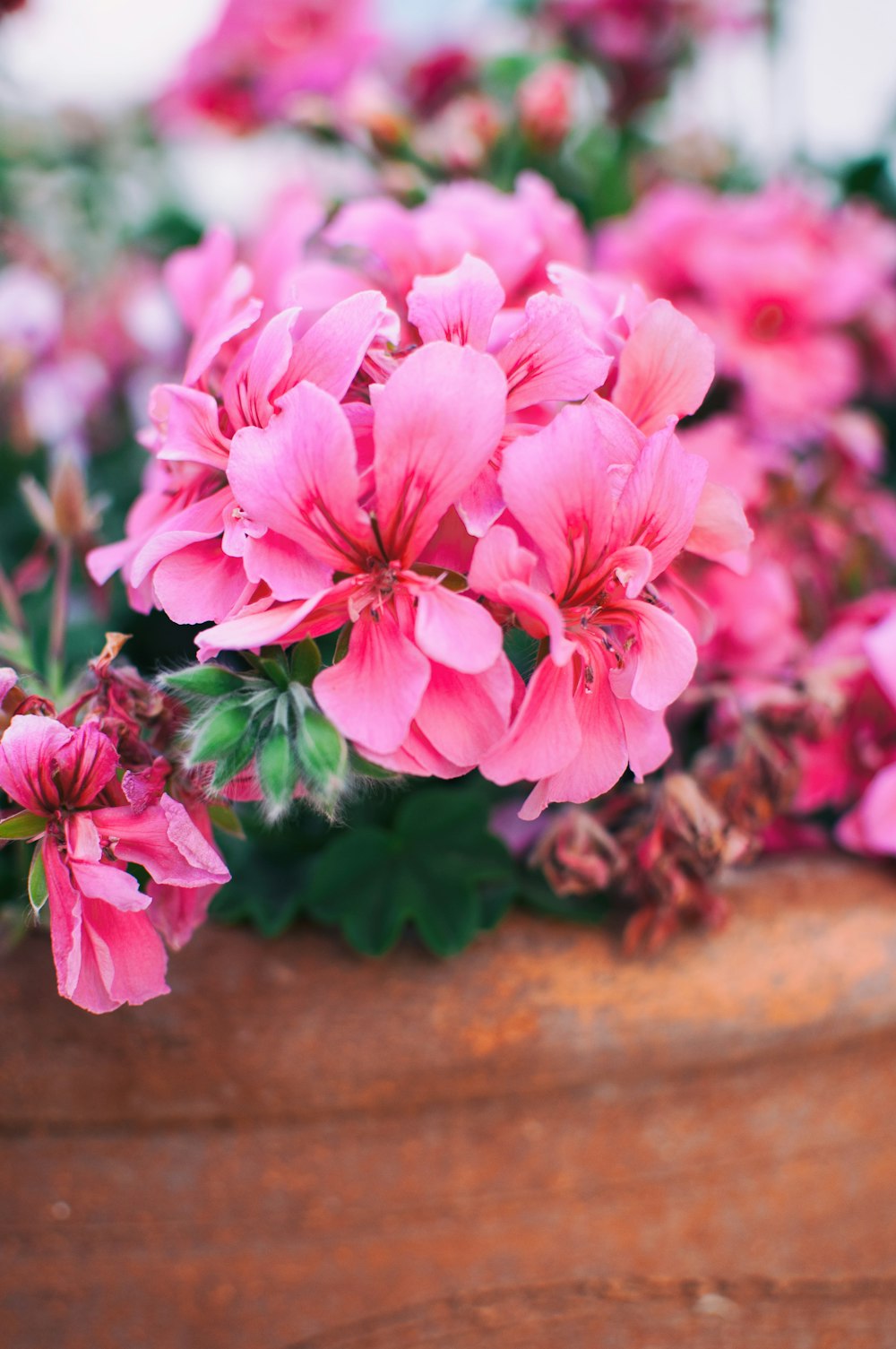 a close up of pink flowers in a pot