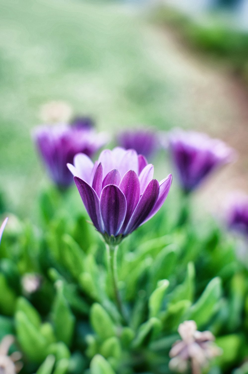 a close up of a purple flower with green leaves