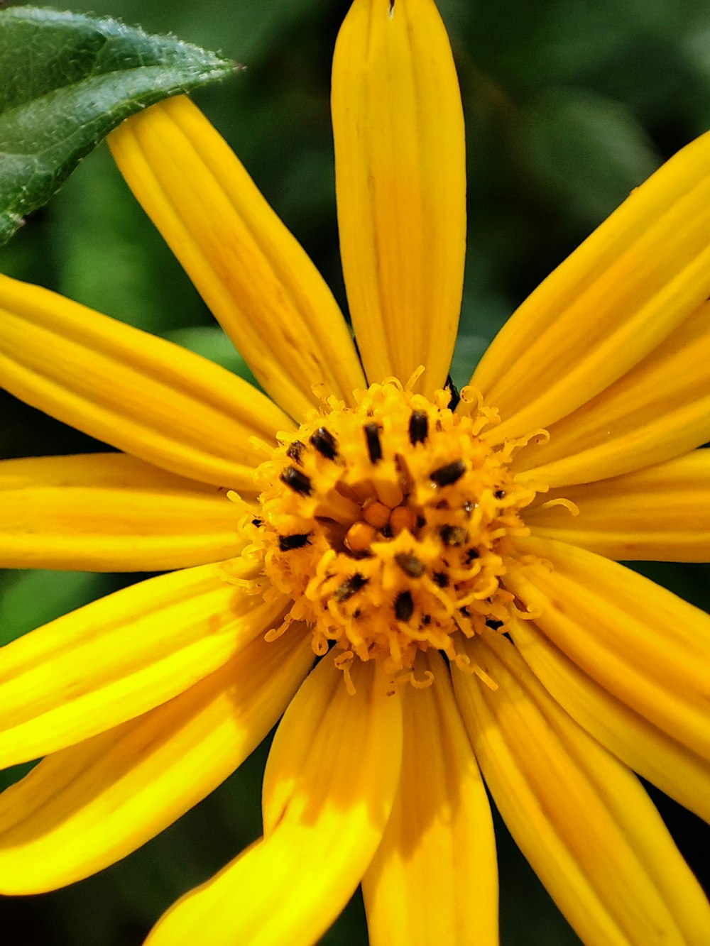 a close up of a yellow flower with green leaves