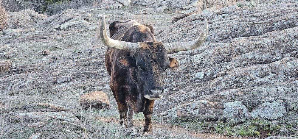 a bull with large horns standing on a rocky hillside