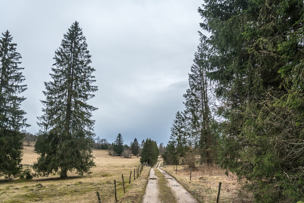 a dirt road surrounded by tall pine trees