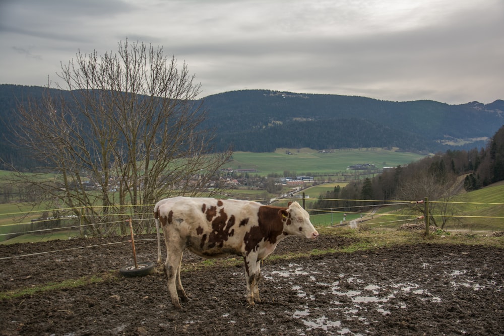 a brown and white cow standing on top of a muddy field