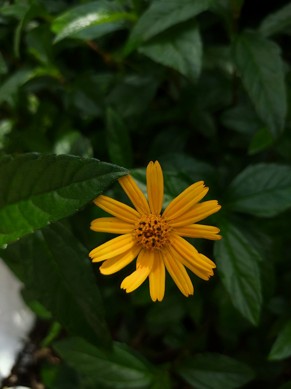 a yellow flower with green leaves in the background