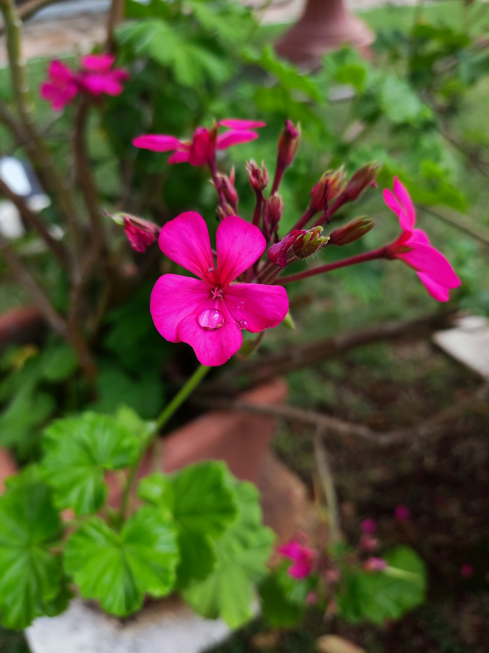 a close up of a pink flower in a pot