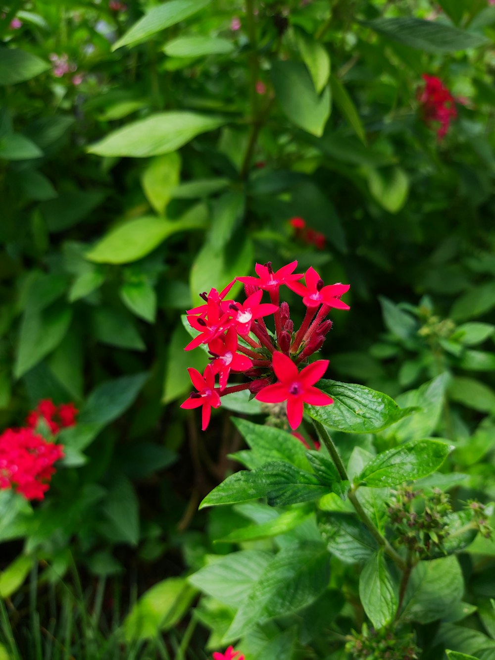 a bunch of red flowers that are in the grass