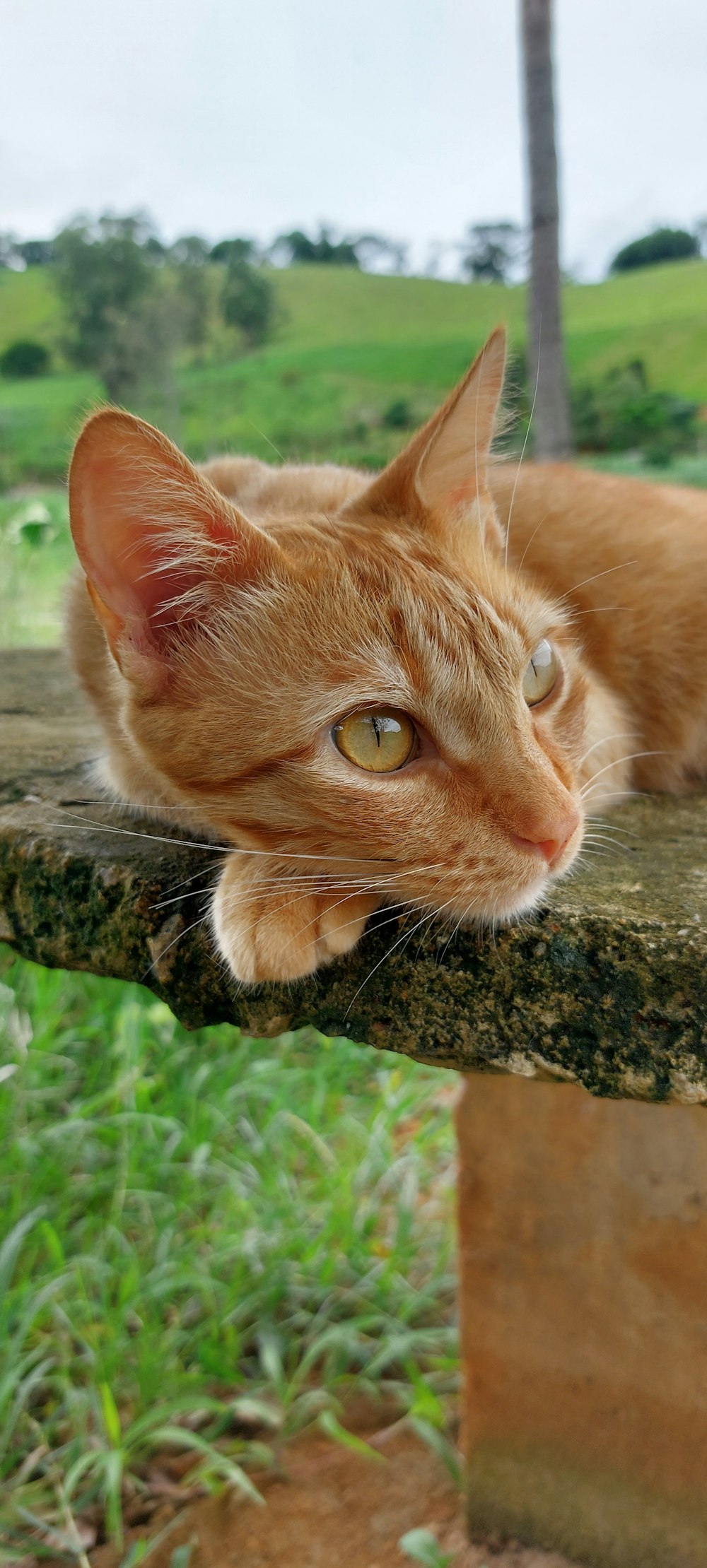 an orange cat laying on top of a wooden bench