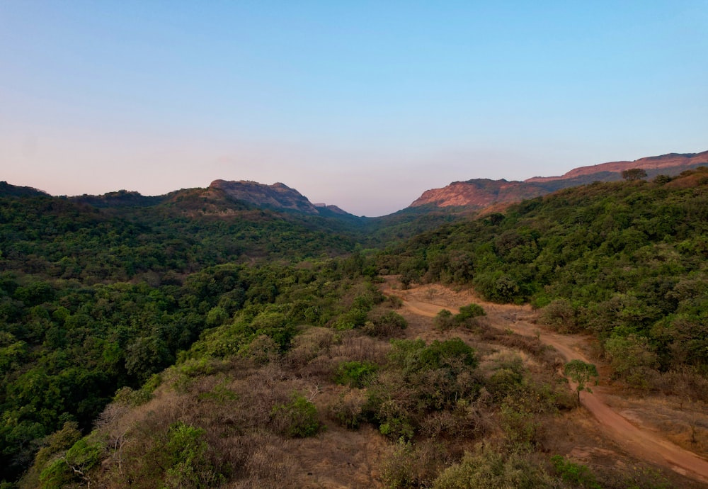 Uma estrada de terra no meio de uma floresta