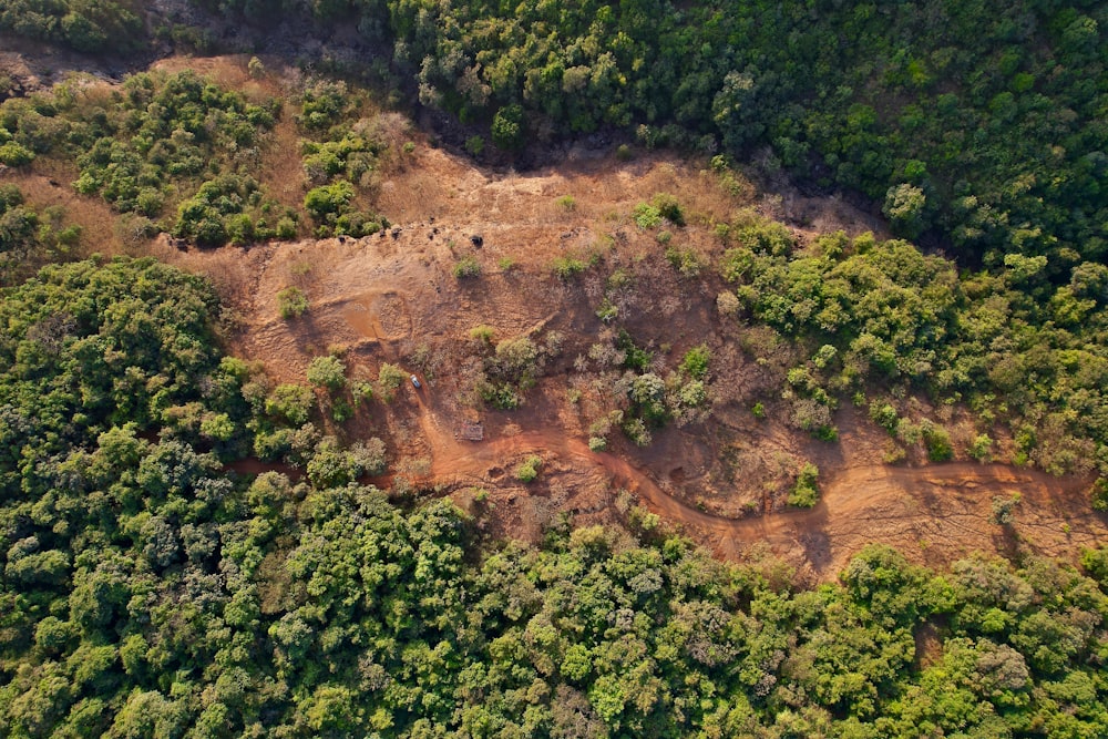 an aerial view of a forested area with trees