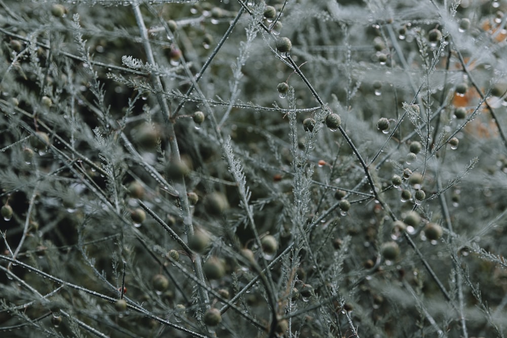 a close up of a plant with drops of water on it