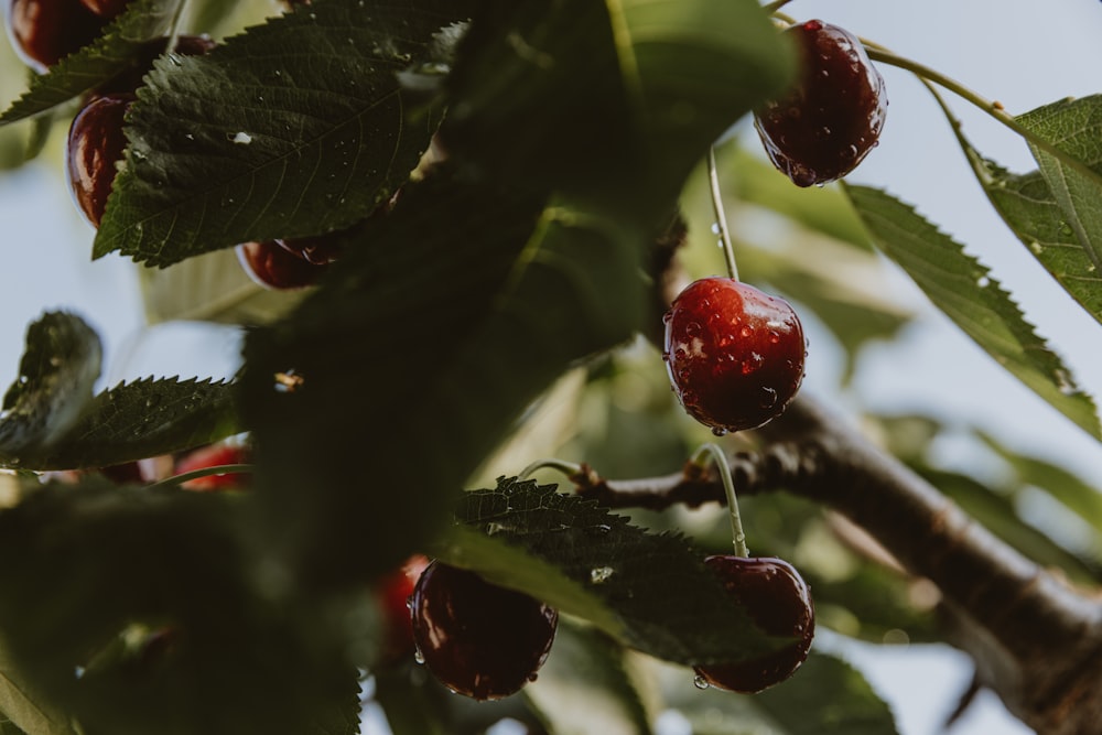 a tree filled with lots of ripe cherries