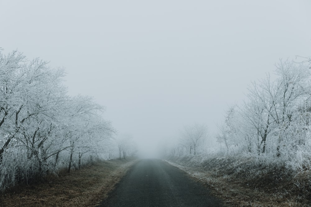 a foggy road surrounded by trees and grass