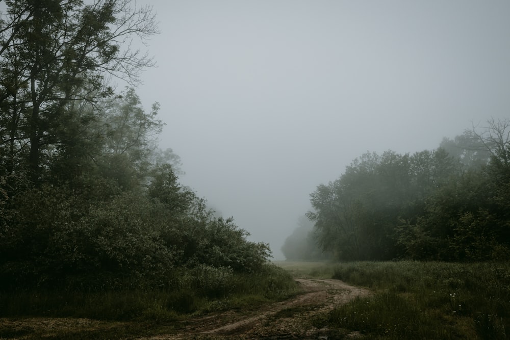 a dirt road in the middle of a forest