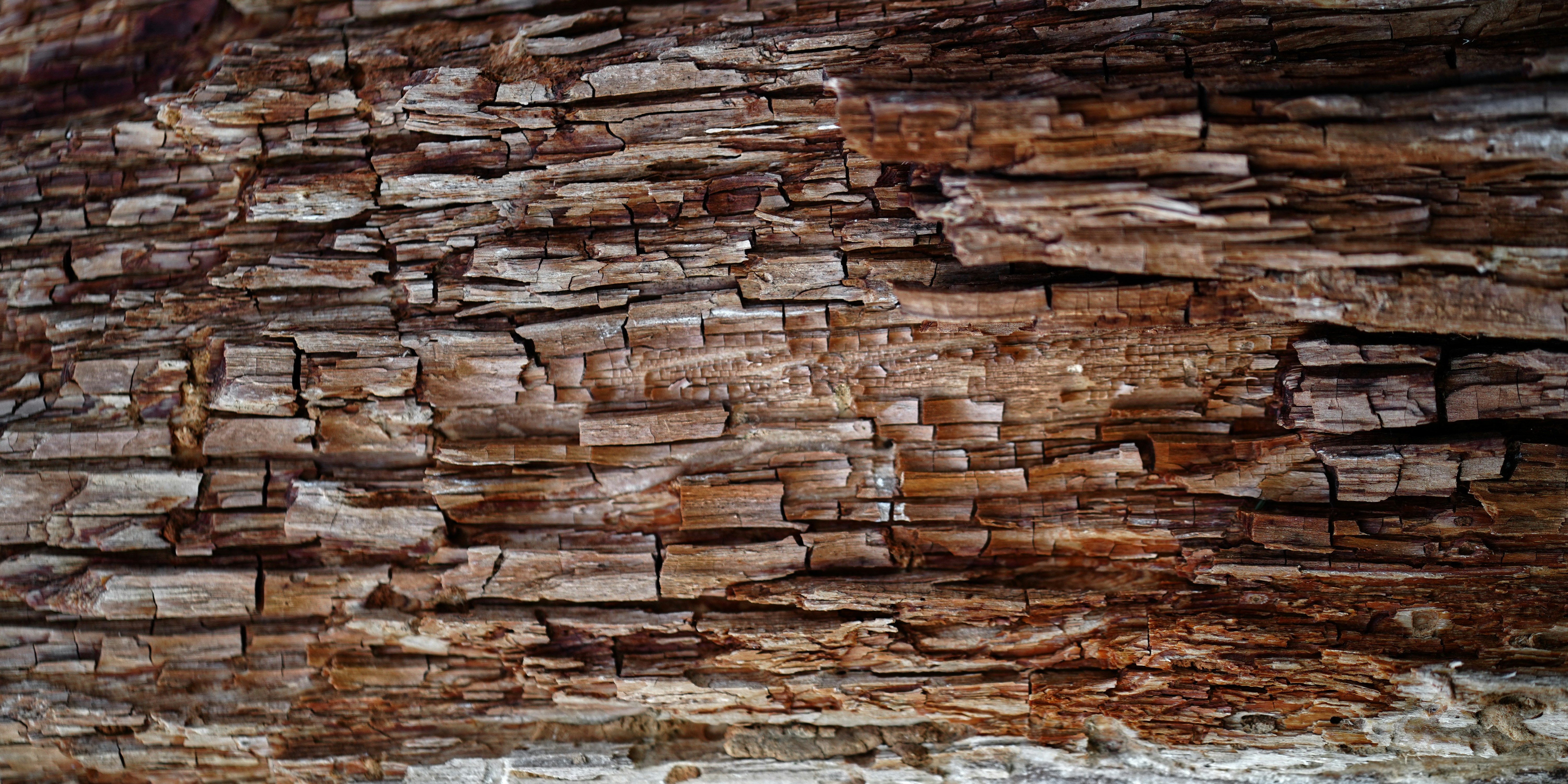 Close up of tree trunk with wood grain