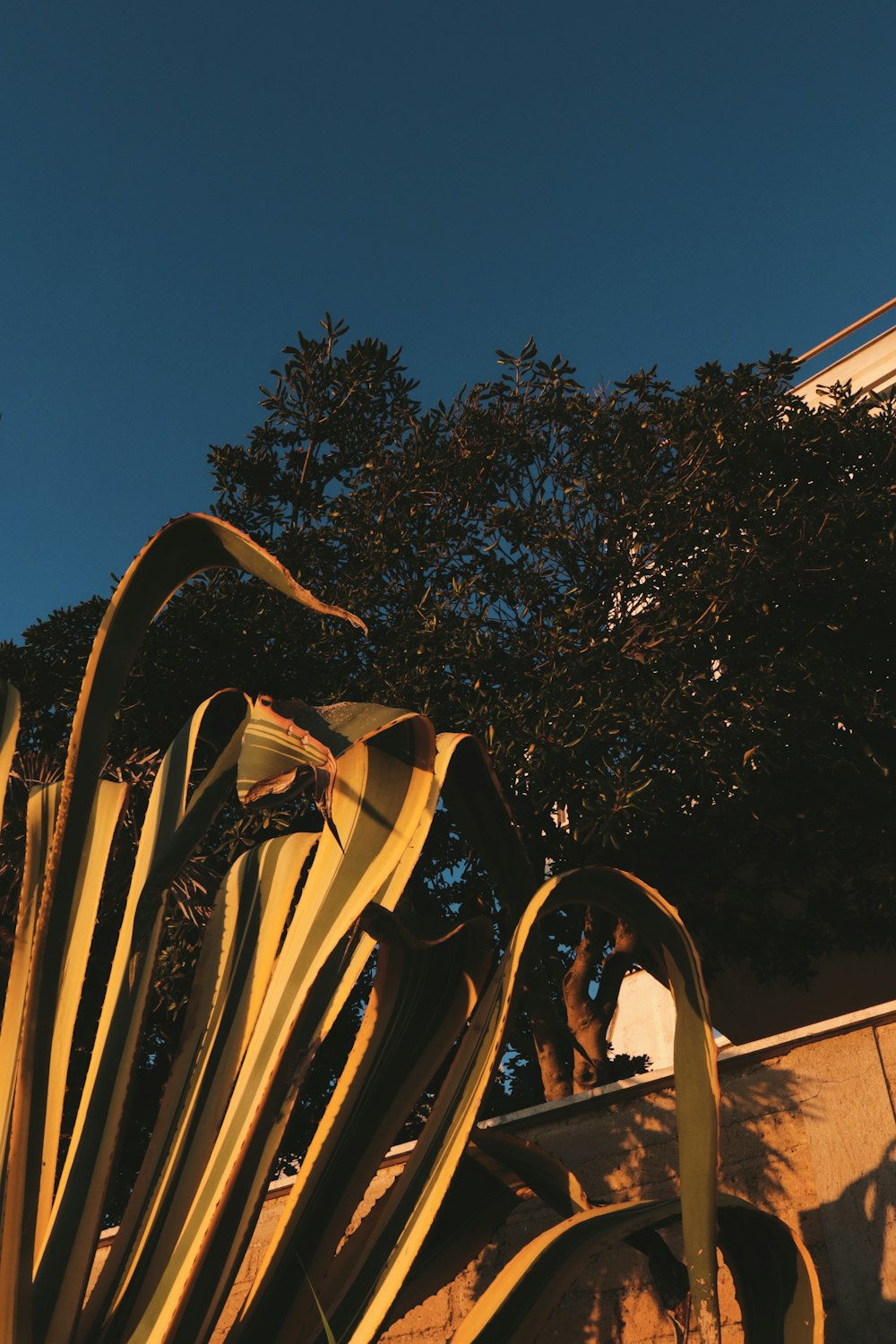 a tall plant sitting next to a building