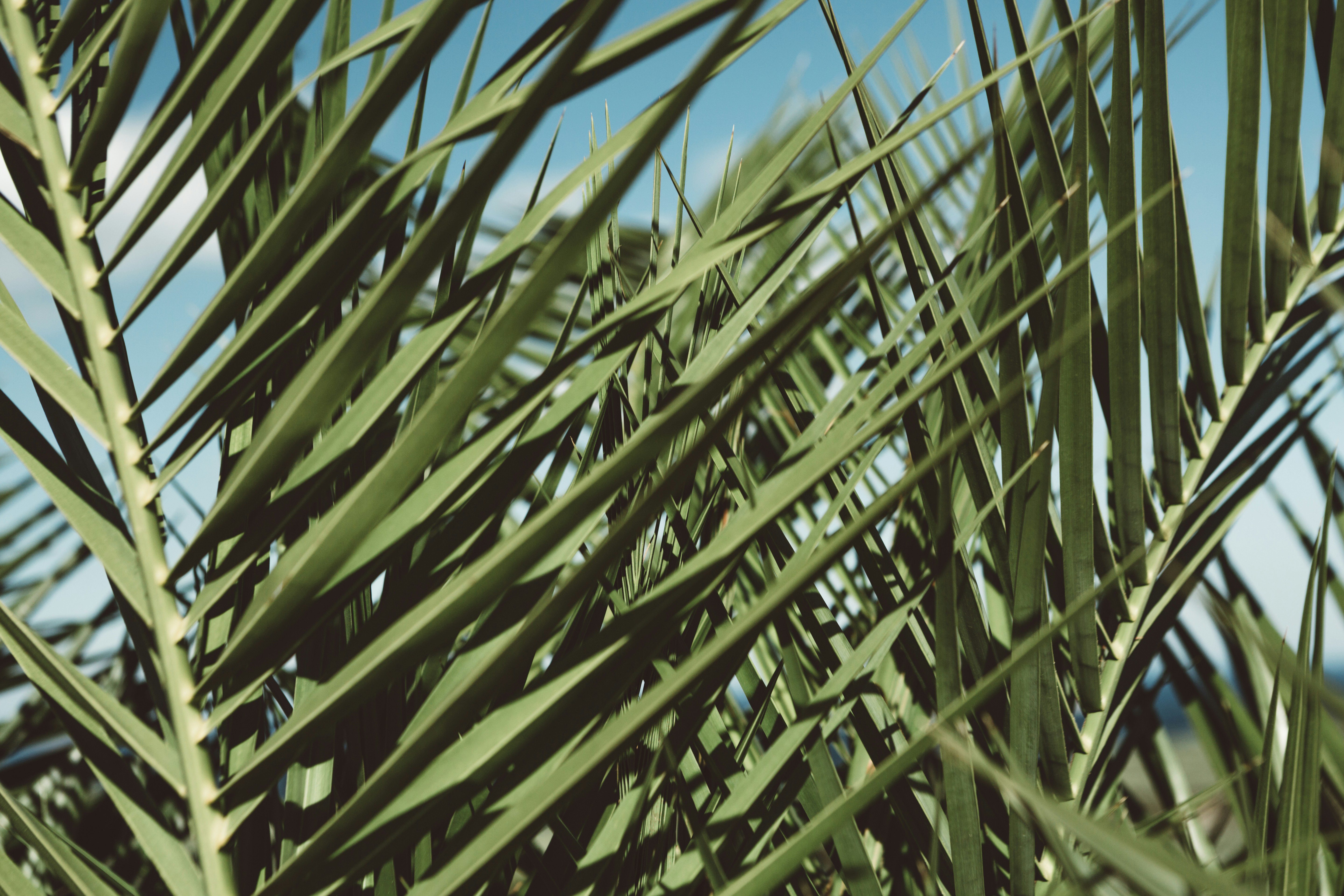 a close up of a palm tree leaves